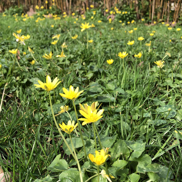 Ficaire fausse-renoncule (Ficaria verna) &copy; Nicolas Macaire / LPO
